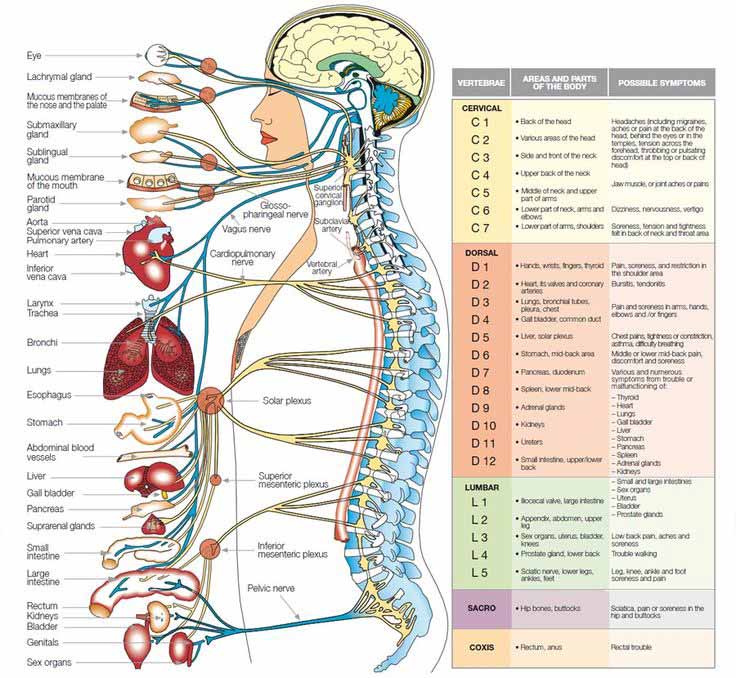 Chiropractic Richmond VA Organ Nerve Levels